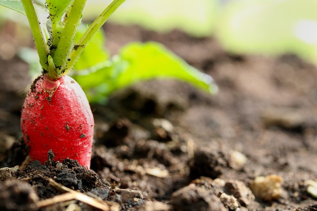 how to build a raised garden bed, growing radishes